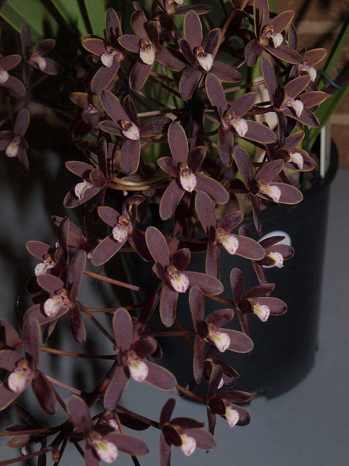 Cymbidium canaliculatum - colored orchids