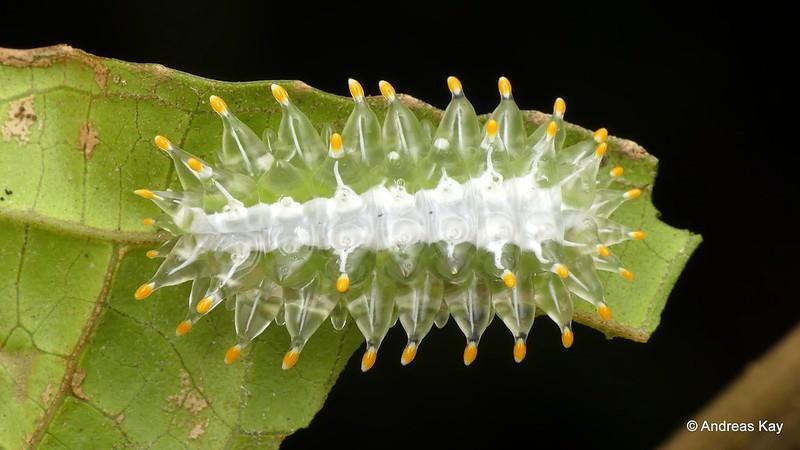 Dalceridae Moth Caterpillar