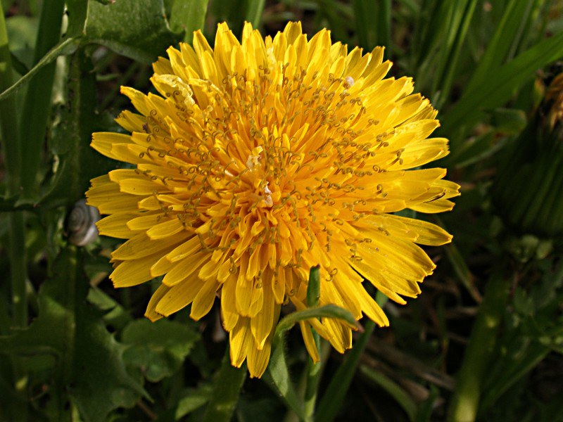 Dandelion