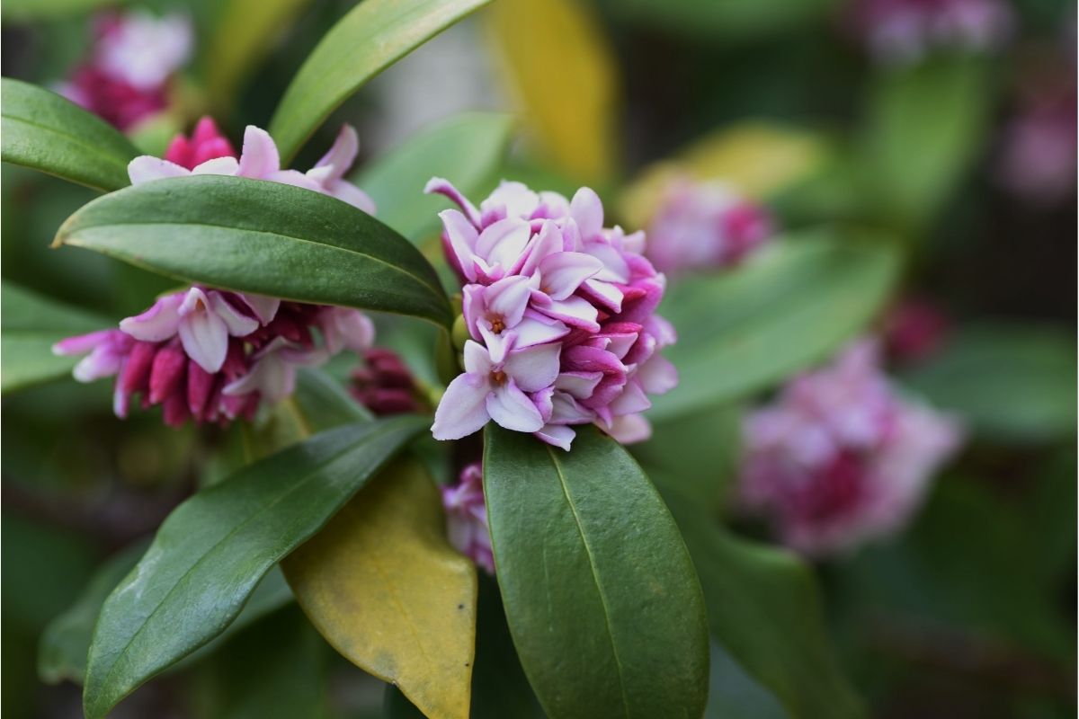 Lithuanian Flowers