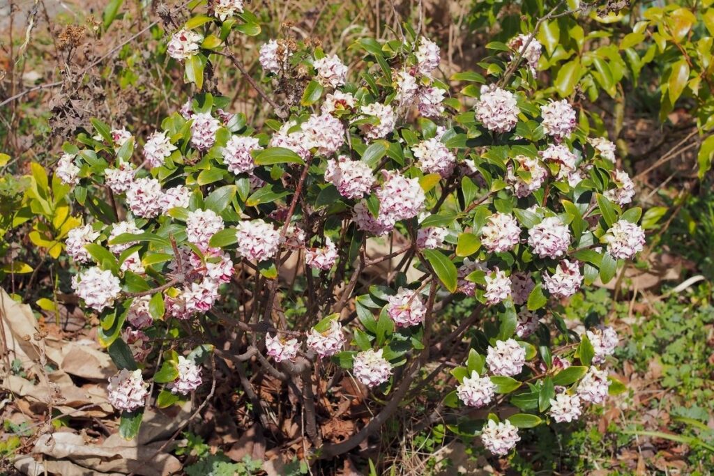 Daphne Odora ‘Aureo-Marginata’ (Gold Edged Winter Daphne) 