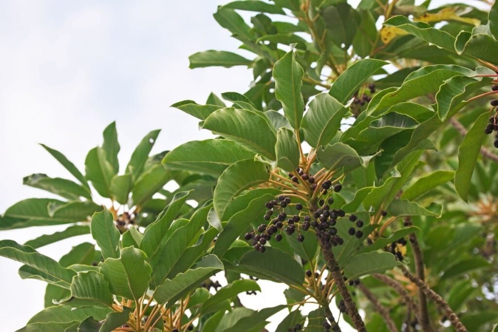 Daphniphyllum Macropodum