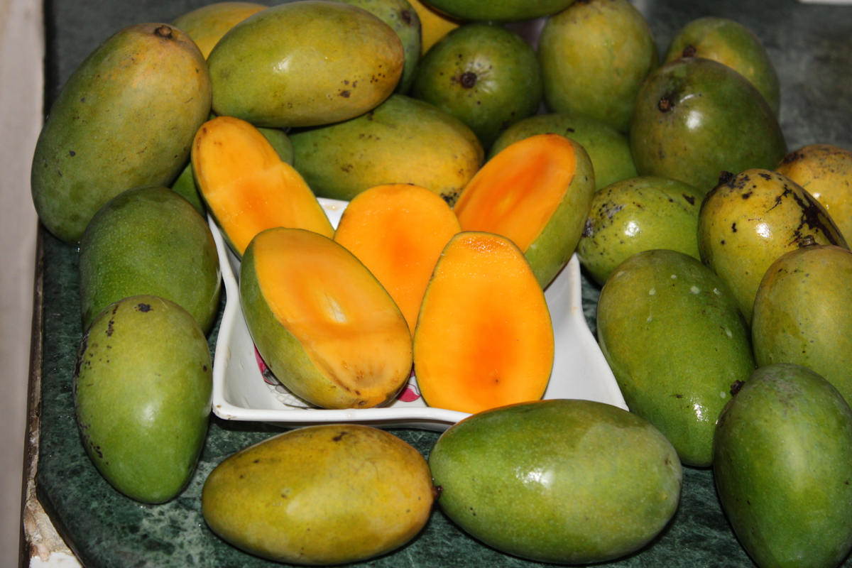 Dasheri Mango Tree 