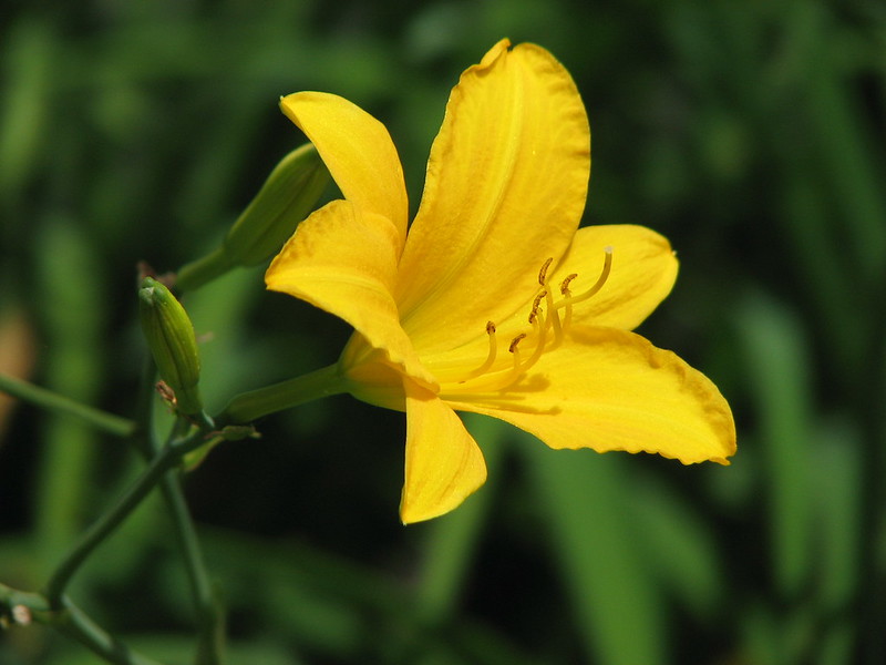 Daylily