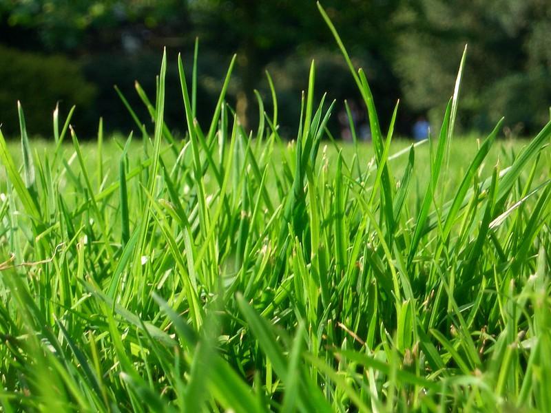 Disadvantages/Cons Of Fescue Grass