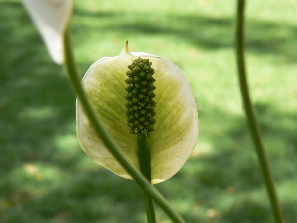 Does Green-Flowered Peace Lily Species Exist?