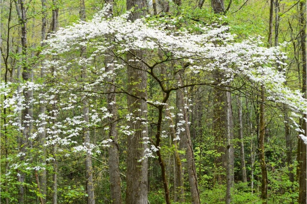 Dogwood Trees Start With D