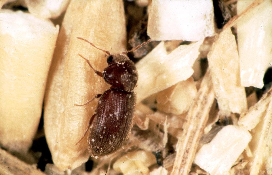 Drugstore Beetles - small brown bugs