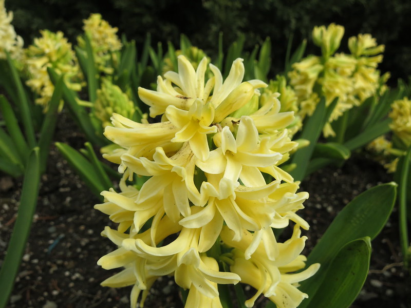 Dutch Hyacinth