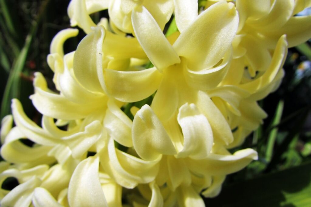 Dutch Hyacinth (Hyacinth Orientalis)
