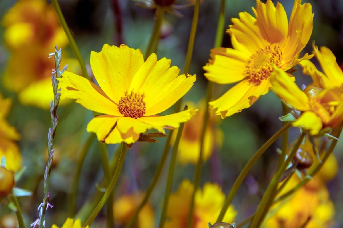 Ear-leved tickseed (Coreopsis)