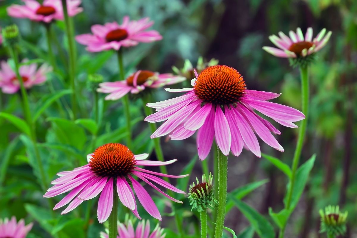 Lithuanian Flowers