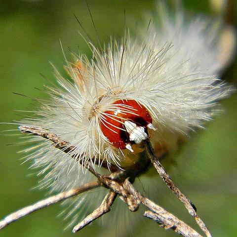 Edwards' Wasp Moth Caterpillar