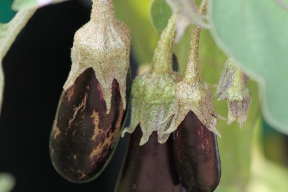 Different Types Of Eggplant