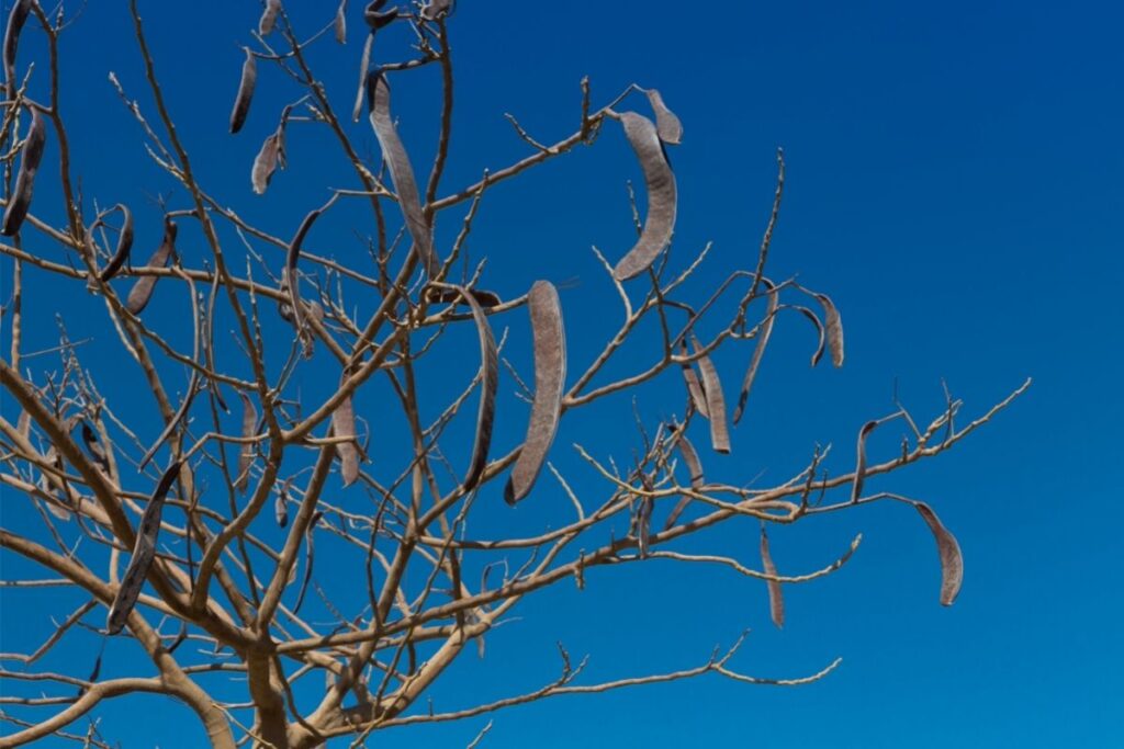 Egyptian Acacia (Vachellia Nilotica) 