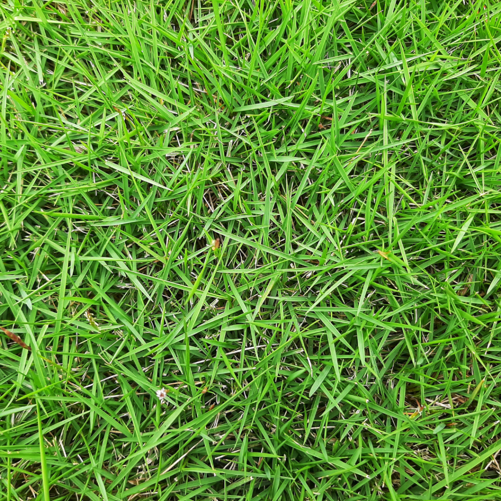 El Toro Zoysia Grass