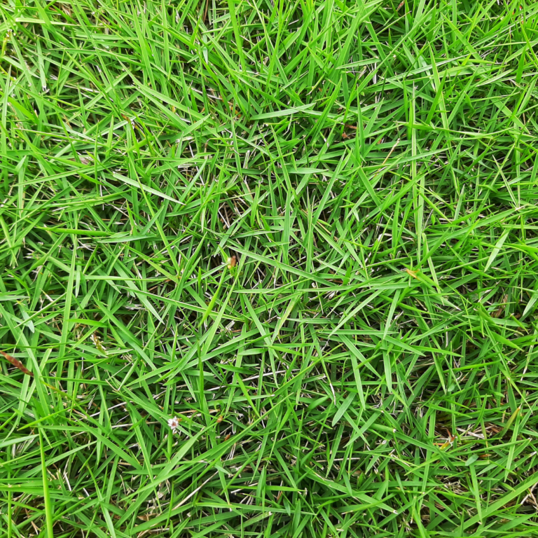 Popular Zoysia Grass Types | Varieties, Characteristics & Care Tips