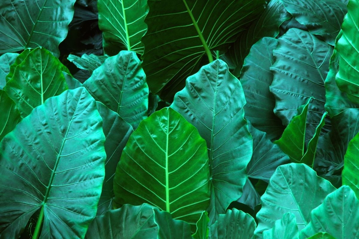 Elephant Ear Vine