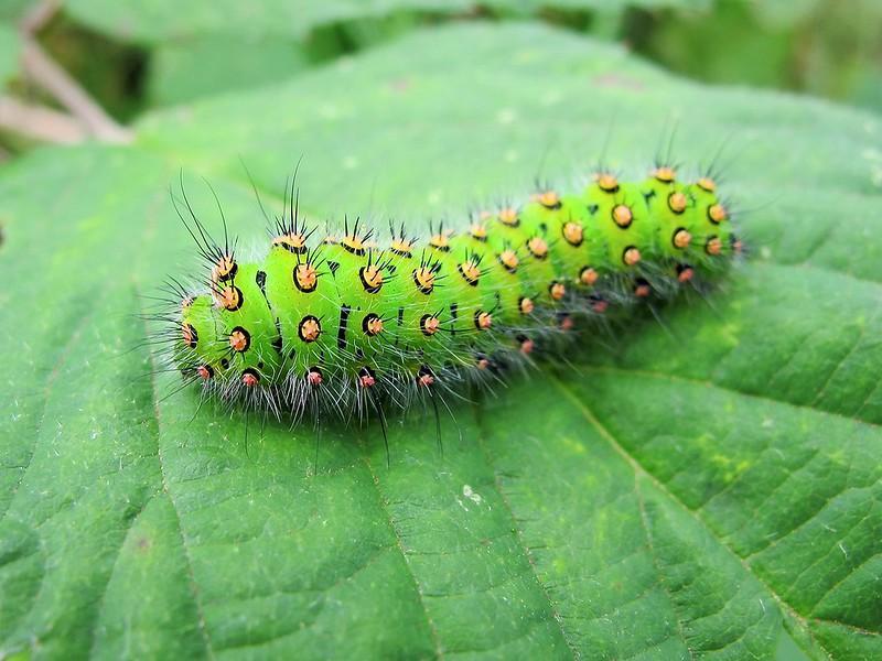Emperor Moth Caterpillar - types of green caterpillars