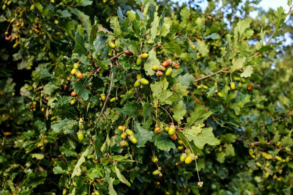 European Oak (Quercus Robur) 