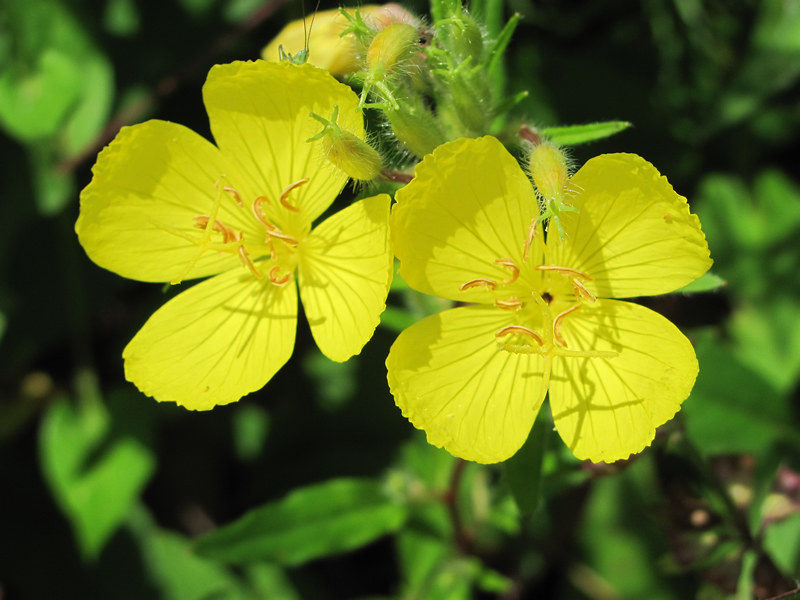 Evening Primrose