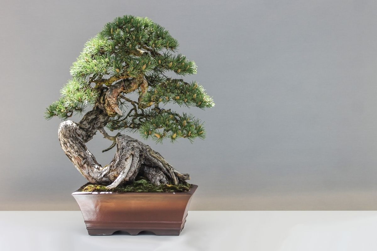 Factors Affecting How Long A Bonsai Will Live for
