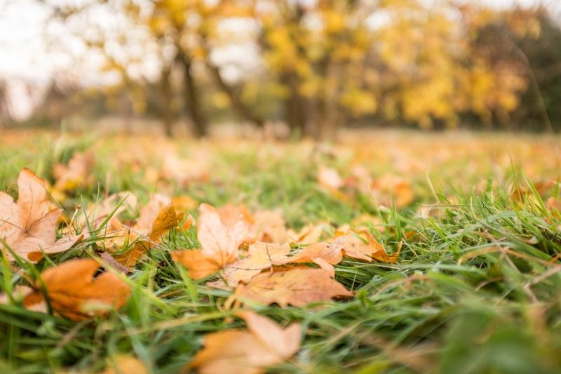 Fall Lawn Care In The Northeast