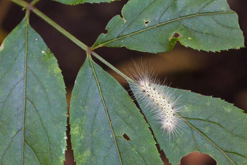 Fall Webworm Caterpillar