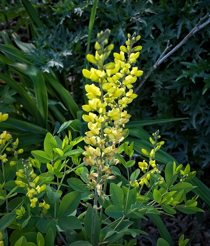 False Indigo