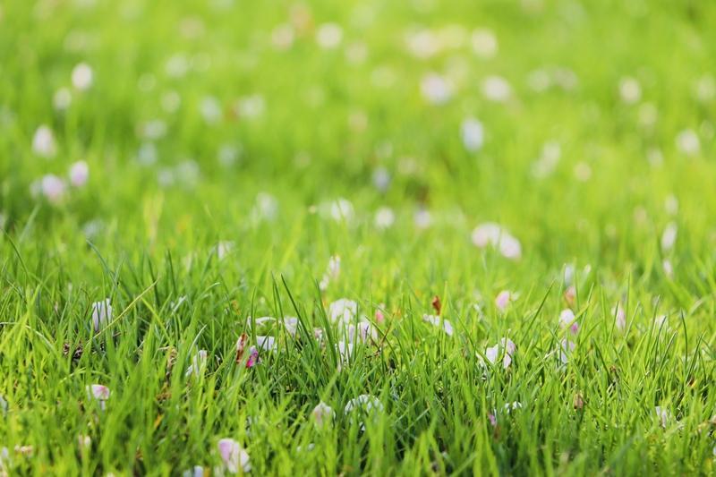 fertilize Your Lawn