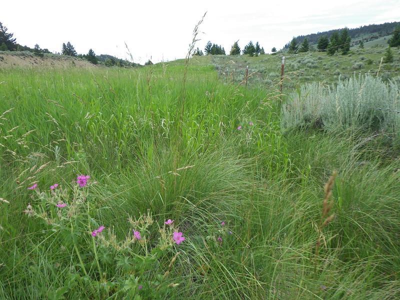 Fescue Grass  A Historical Perspective