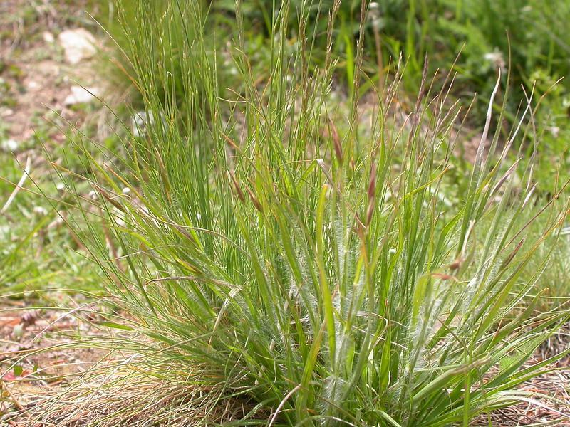 Bermuda Grass Vs. Fescue