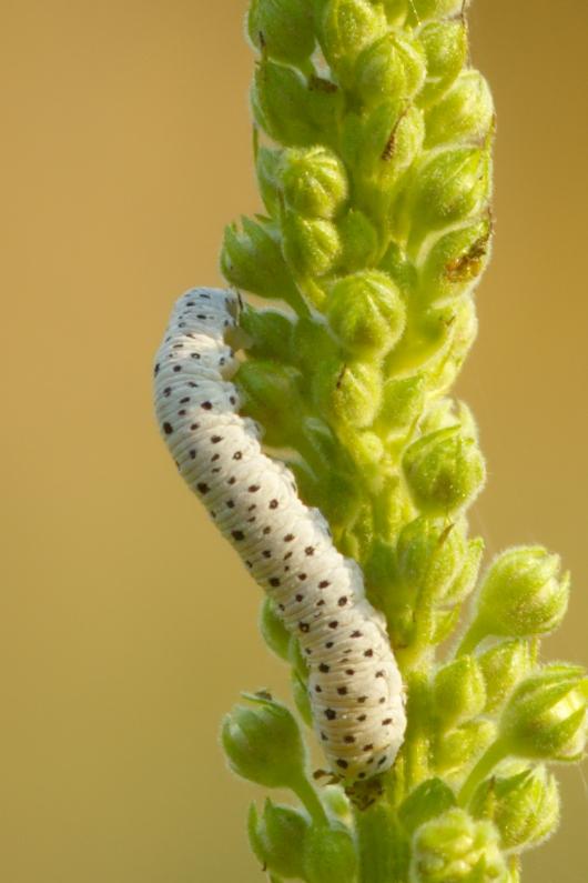 Figwort Sawfly Caterpillar