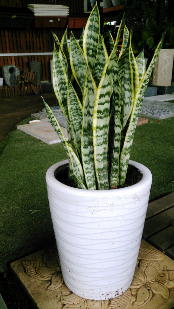 Are snake plants toxic to cats