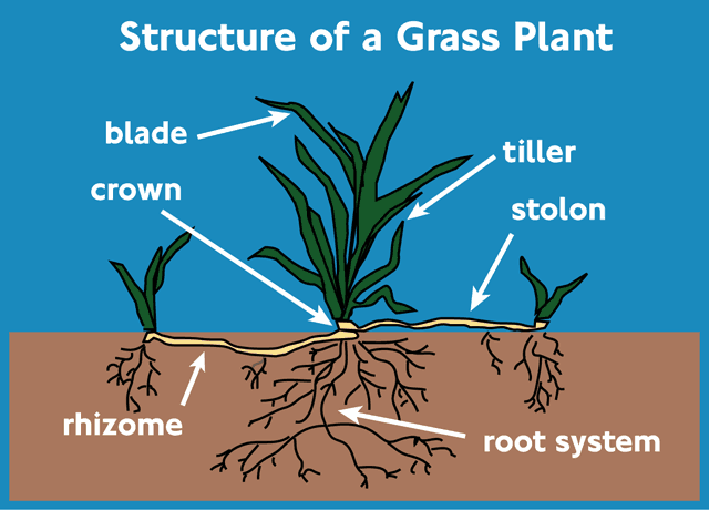 First, The Anatomy Of Grass