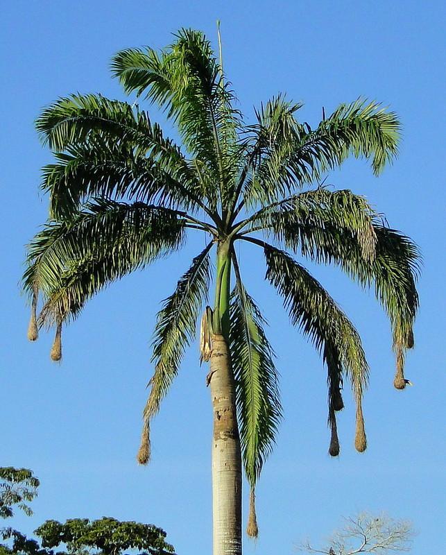 Florida Royal Palm 