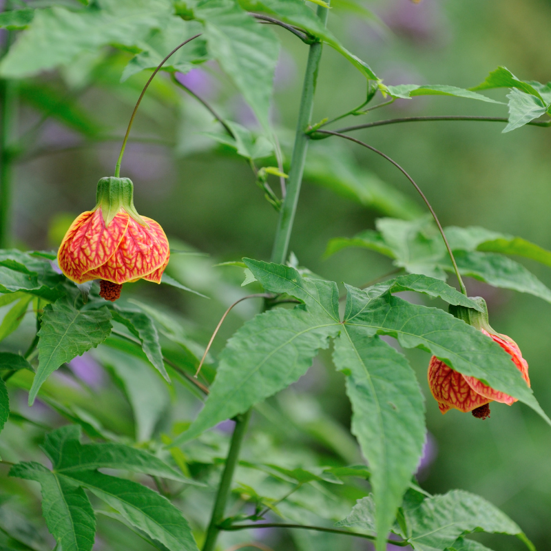 amber plants