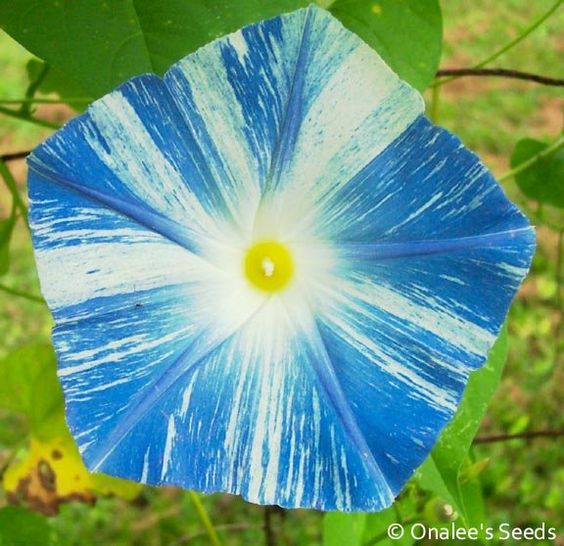 Flying Saucers (Ipomoea Tricolor)