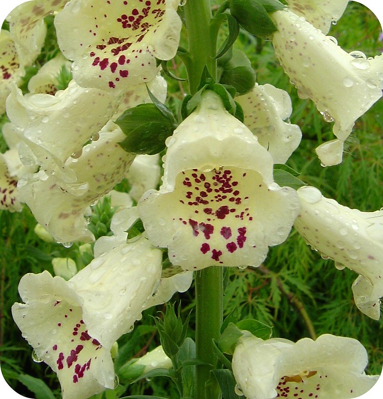 Foxgloves.