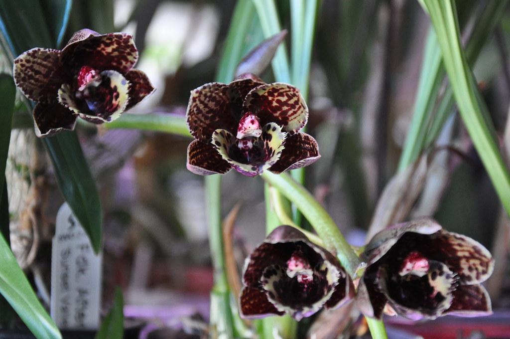 Are 9 Rare Terrific Most Demanding Black Orchids Really on Earth