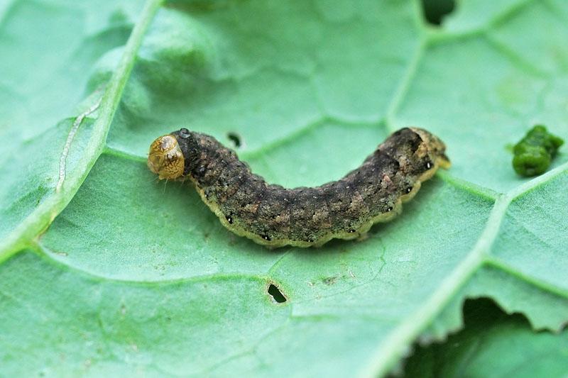 Fruits and Vegetables - what do caterpillars eat