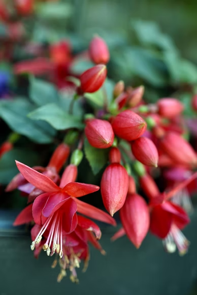Fuchsias - flowers for hanging baskets