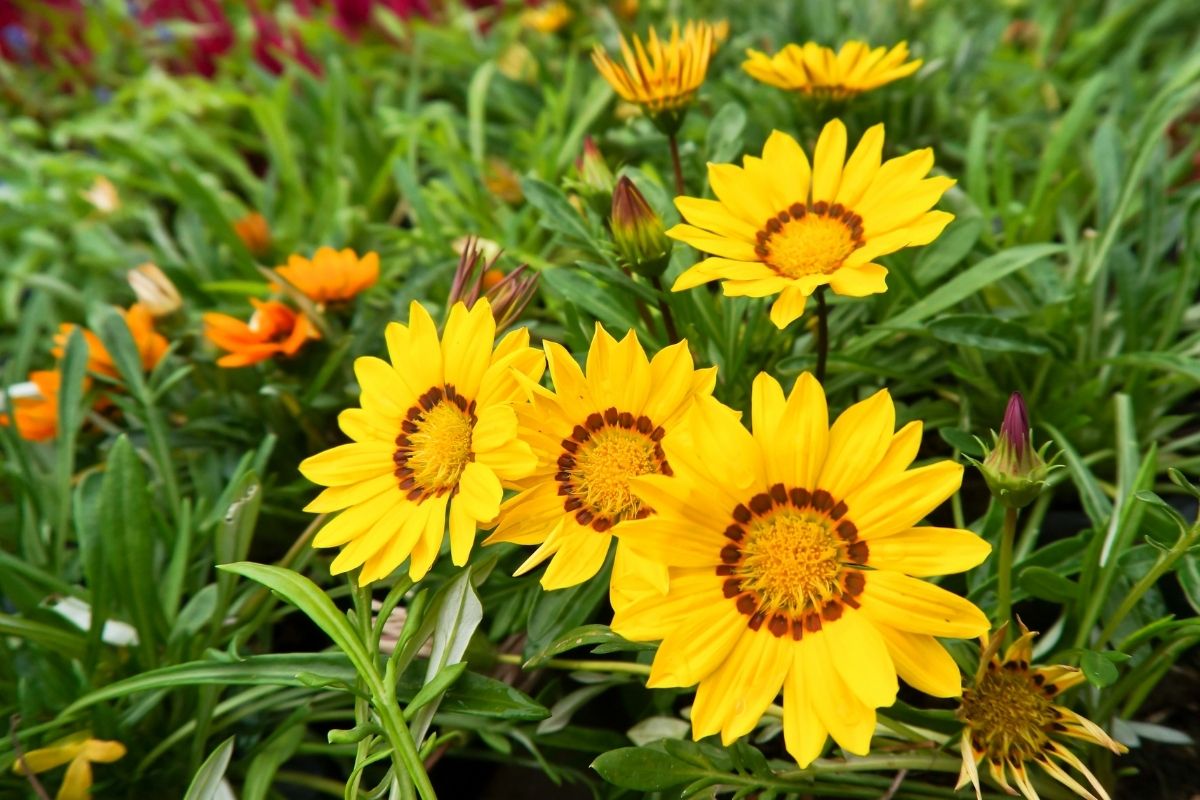 Gazania Flowers