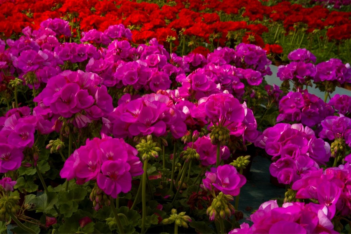 Geraniums