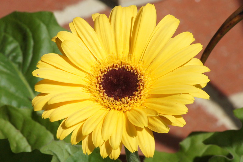 Gerbera Daisy