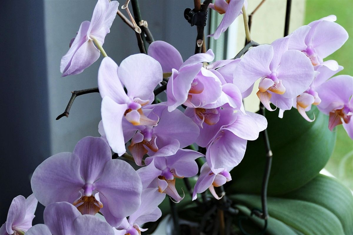 Getting Orchids To Rebloom