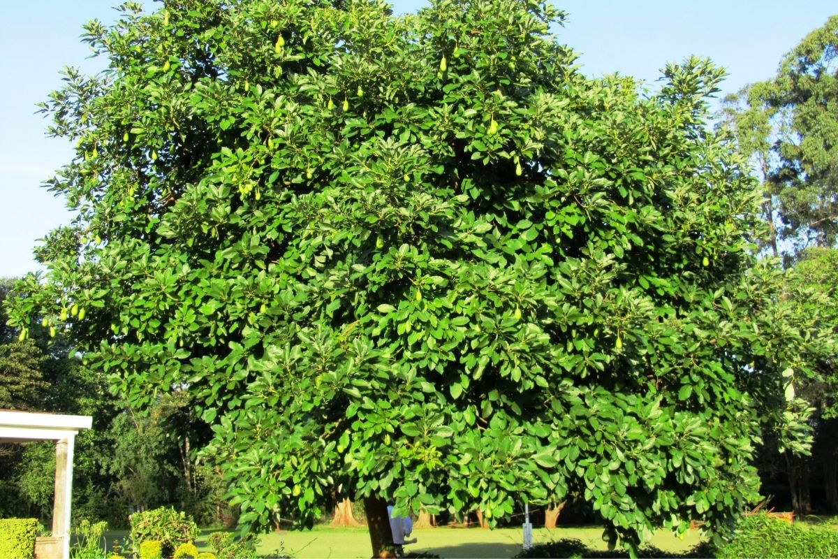 Giant Avocado Tree