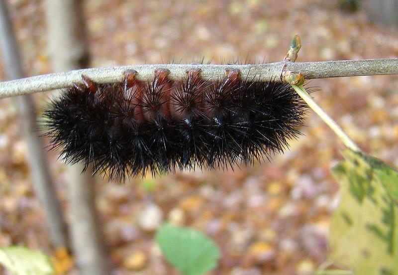 Giant Leopard Moth Caterpillar - black caterpillar