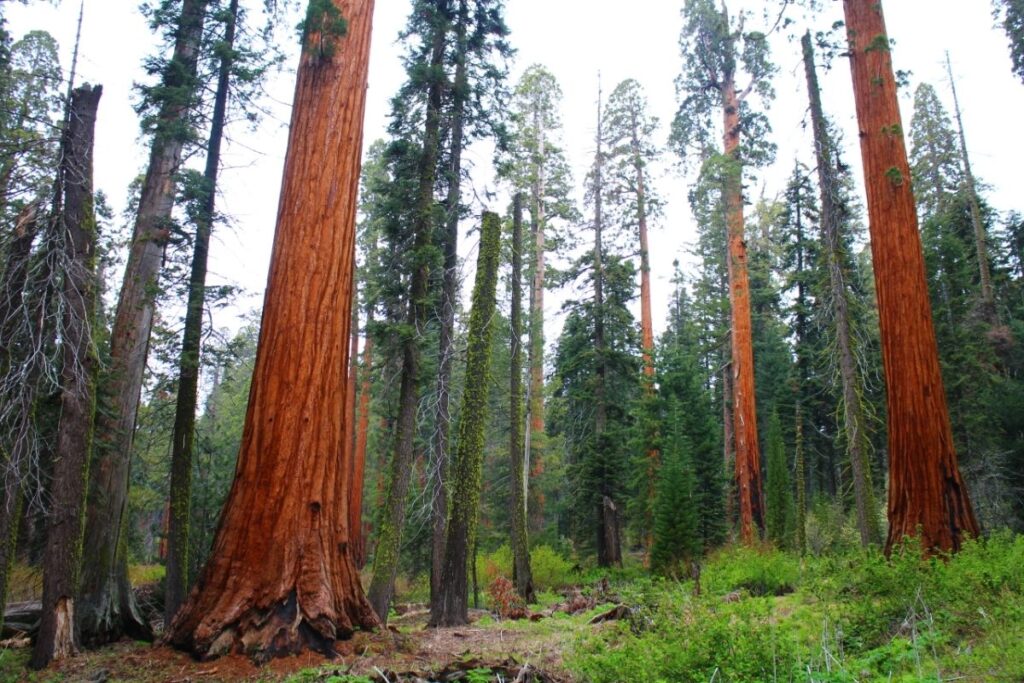 redwood-trees