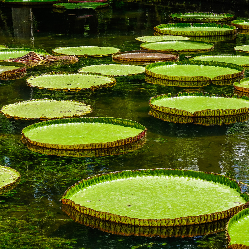 Giant Water Lily